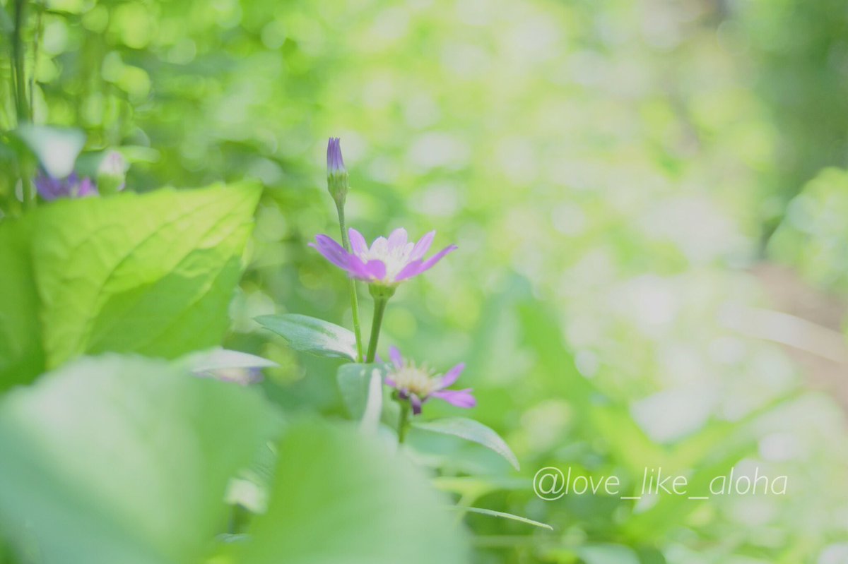 こんばんは
お疲れ様です😌

今日はマクロレンズを封印して撮ってきました。

FUJIFILM X-E1
CANON NFD28mm f2.8

FUJIFILM X-E1
CANON NFD28mm f2.8

#ファインダー越しの私の世界
#キリトリセカイ
#fujifilmxseries 
#fujifilmxe1
#oldlens
#オールドレンズ 
#横浜イングリッシュガーデン