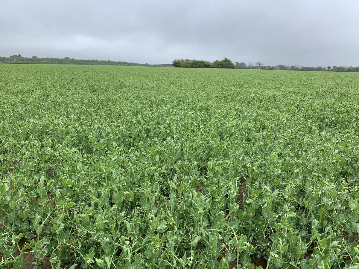 AGL Prelado peas at South Pickenham enjoying a welcomed 💦 just as they come into flower, perfect timing @Tollycobbald.