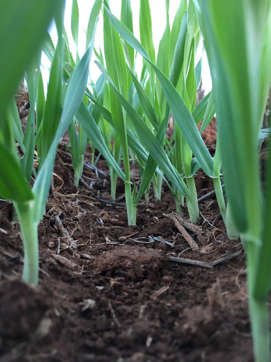 LachCaldwell's tweet image. #pairedrow the “grazing” planet 🌏 is starting to move 🐑