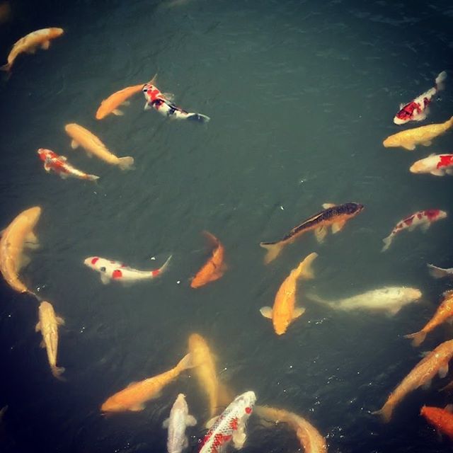 inky_brushes's tweet photo. I caught the #koi in action in the moat at #hiroshimacastle today. #video #art #japan #hiroshima #traveller #artistonthemove #research #nomad https://t.co/0MieDK7510 https://t.co/nQv7akxhUd