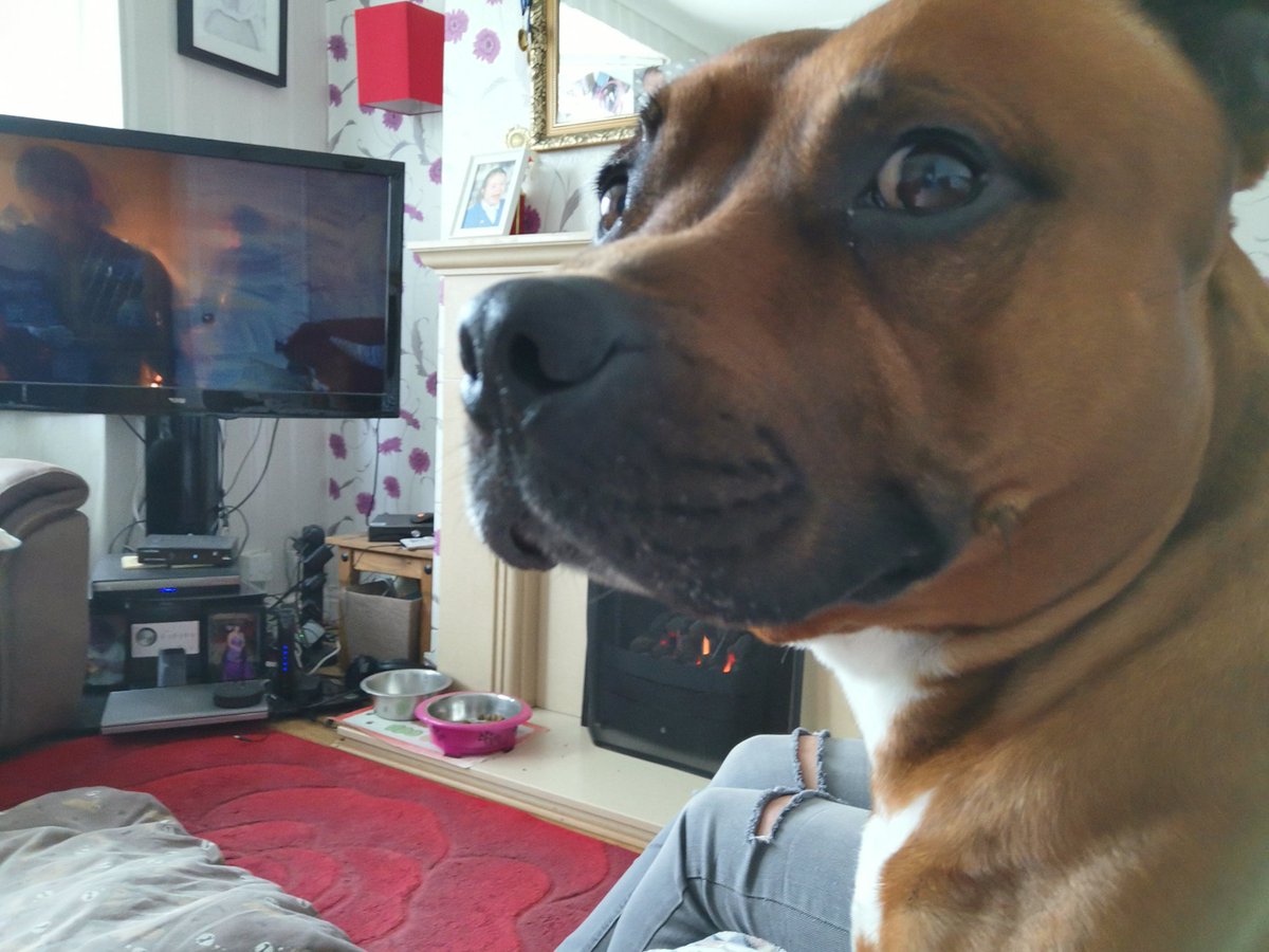 Watching game of thrones with my sis, I am judging her taste. #GameofThrones #dogsoftwitter  #got #staffy #dogcelebration #concerned #cute #happy