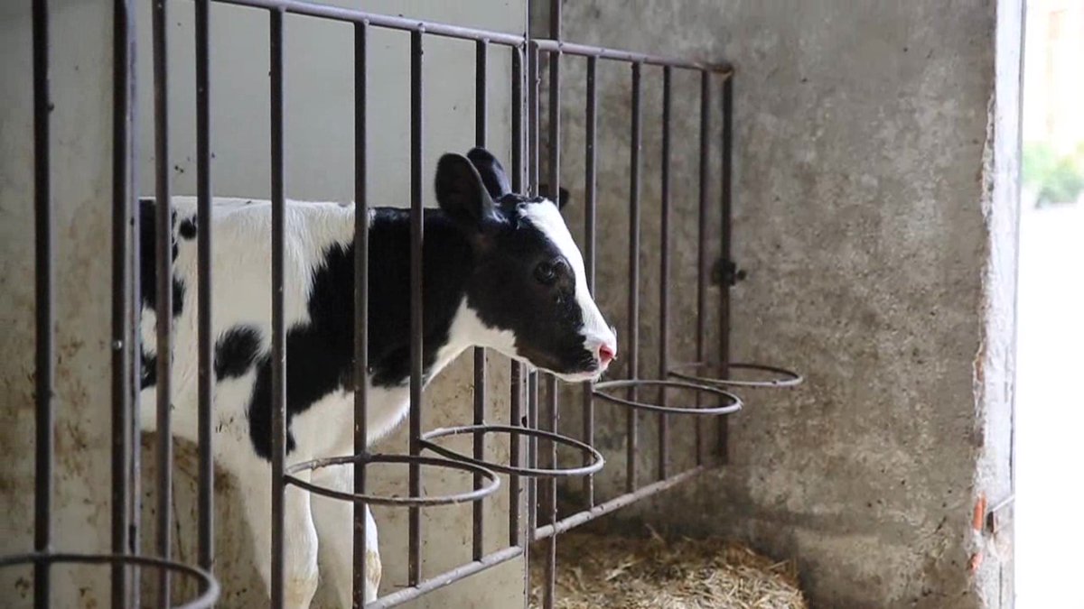 enpaonlus's tweet photo. #EndTheCageAge è una battaglia cruciale per il nostro pianeta, per gli animali e per il nostro futuro. Non perderemo questa battaglia, saremo più di 1 milione contro le gabbie. https://t.co/sJE2fyChv0 https://t.co/OuiqAlz7z3