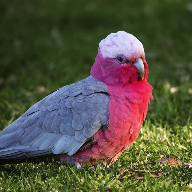JoshDGClarke's tweet photo. Galah roaming the streets of Melbourne https://t.co/8tViixZ8in https://t.co/w9pDIg057r