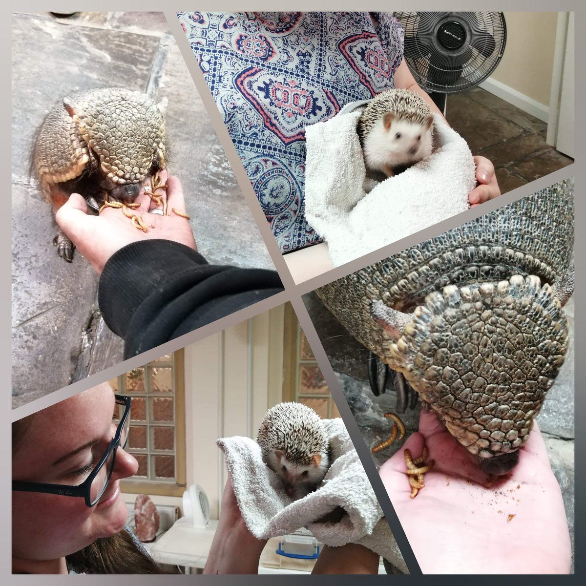 CLKirklees's tweet photo. It's alway a pleasure to have Oreo and Friends visit us at CLEAR
#animaltherapy
#weloveanimals https://t.co/i1eP2Hf1U1