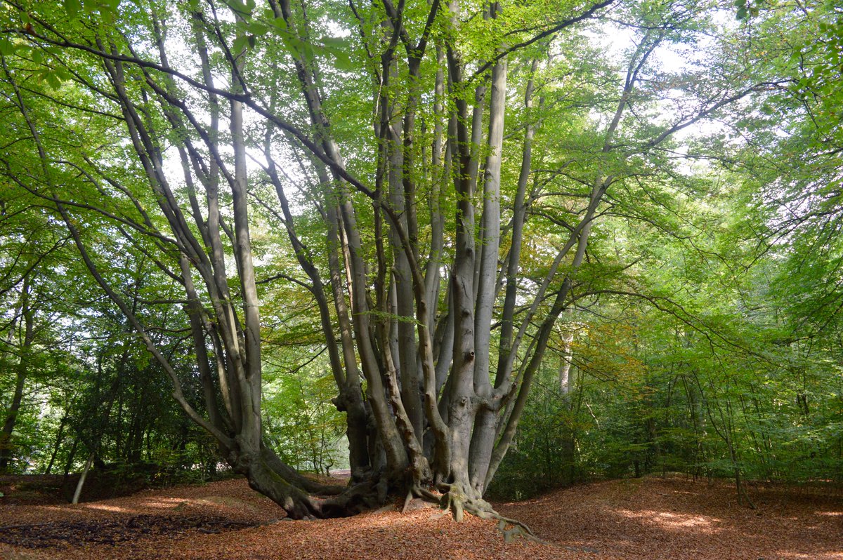 CoLEppingForest's tweet photo. "It seems to me that the natural world is the greatest source of excitement; the greatest source of visual beauty; the greatest source of intellectual interest. It is the greatest source of so much in life that makes life worth living." Happy Birthday Sir #DavidAttenborough https://t.co/DcEeC2GSj1