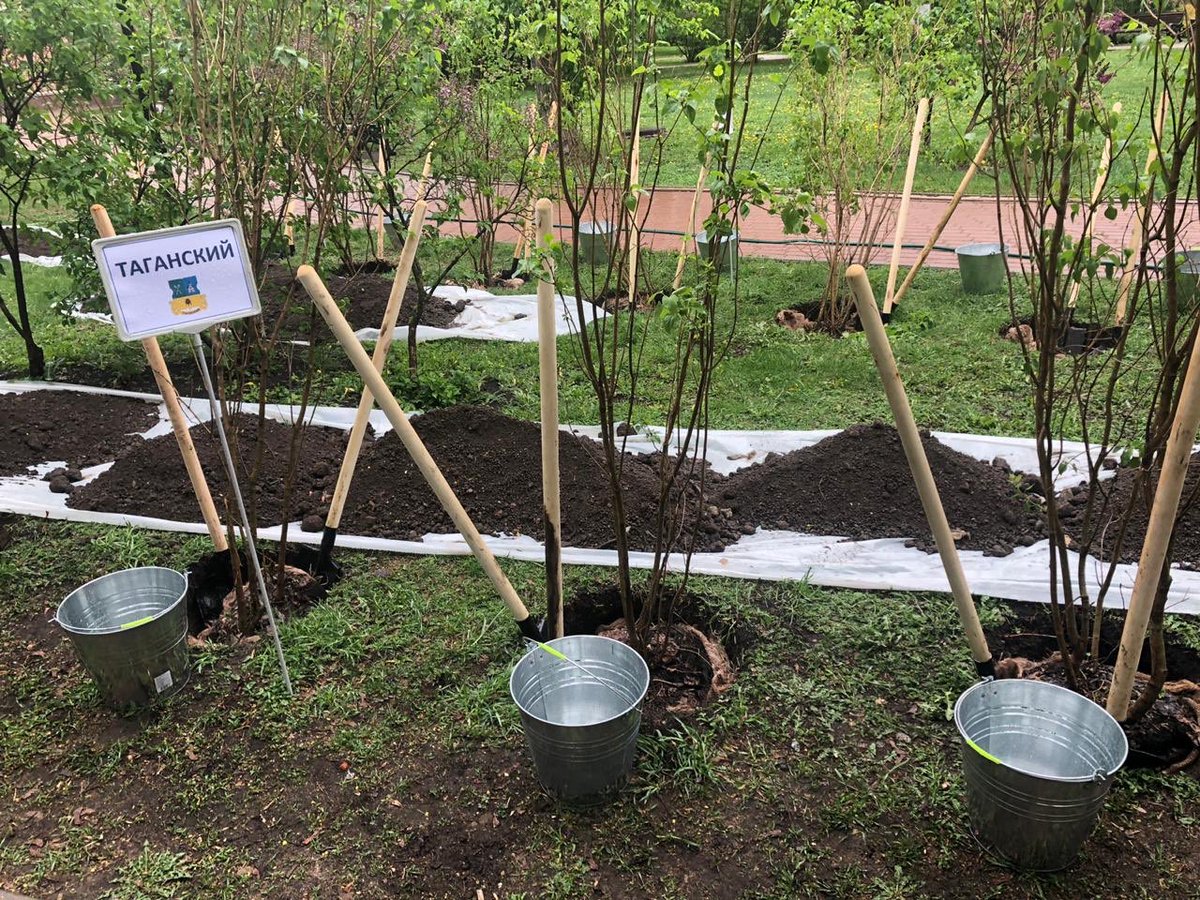 Tagansky_Fox's tweet image. Сделаем Москву экологическим городом #СиреньПобеды #ЦАО #ОСТаганка