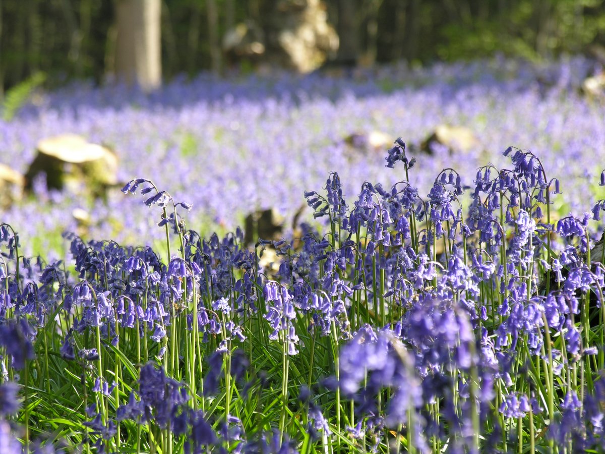 HighWealdNL's tweet photo. Half the world’s bluebell population is in the UK, especially the South. We have spectacular displays in the #HighWeald! Native bluebells are often found in ancient woods &amp; hedgerows, their nectar feeds butterflies, bees &amp; other insects. 📷at @SissinghurstNT. @Love_plants https://t.co/hf9IxsuW4C