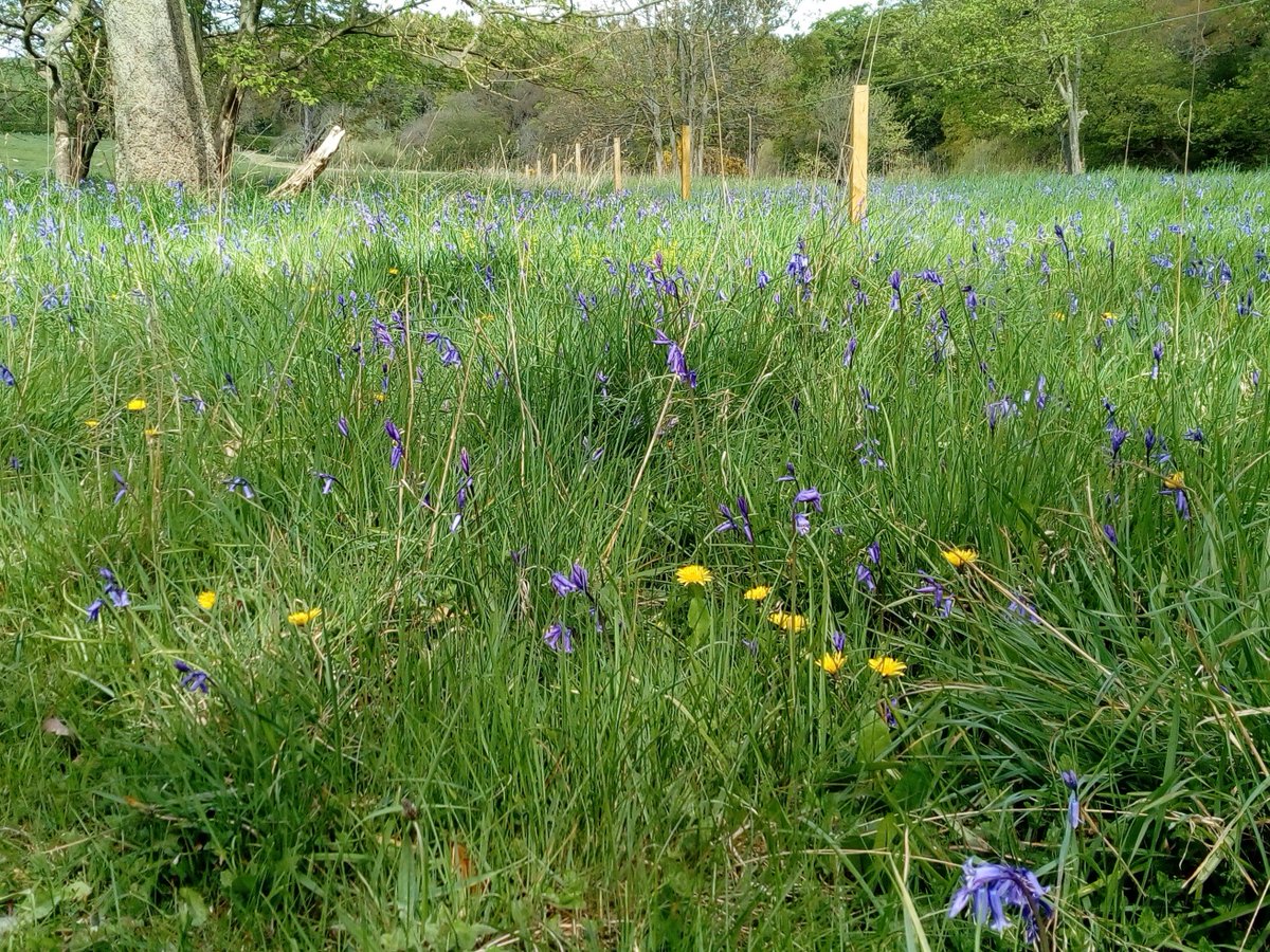 A bit of sunshine <a href="/cool_camping/">Cool Camping x Hipcamp</a> @WarkworthNLand <a href="/2northumberland/">Visit Northumberland</a> @amblenorthland   Our spring meadow taking shape #wildflowers #tranquility #campinginnorthumberland #caravanning #campingandcaravanning