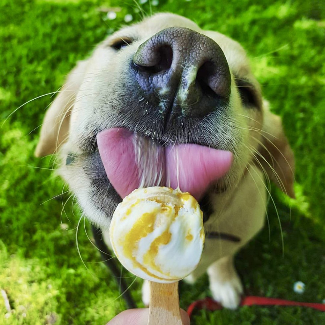 SaffronInsure's tweet photo. Cats or dogs? #NationalPetWeek https://t.co/xZijm8awRa
