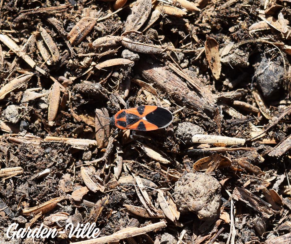 GardenVille's tweet photo. In honor of International Compost Awareness Week, here's another fun fact.
DYK?: Organic waste is naturally crawling with life (i.e. fungi, bugs, worms, microbes, bacteria, and more!...)
#happycomposting #bugsarecool #funwithfungi https://t.co/p0t5ygsm8Q