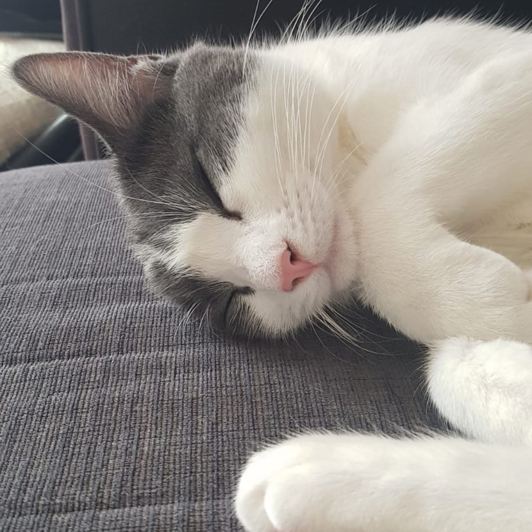 SaffronInsure's tweet photo. Cats or dogs? #NationalPetWeek https://t.co/xZijm8awRa
