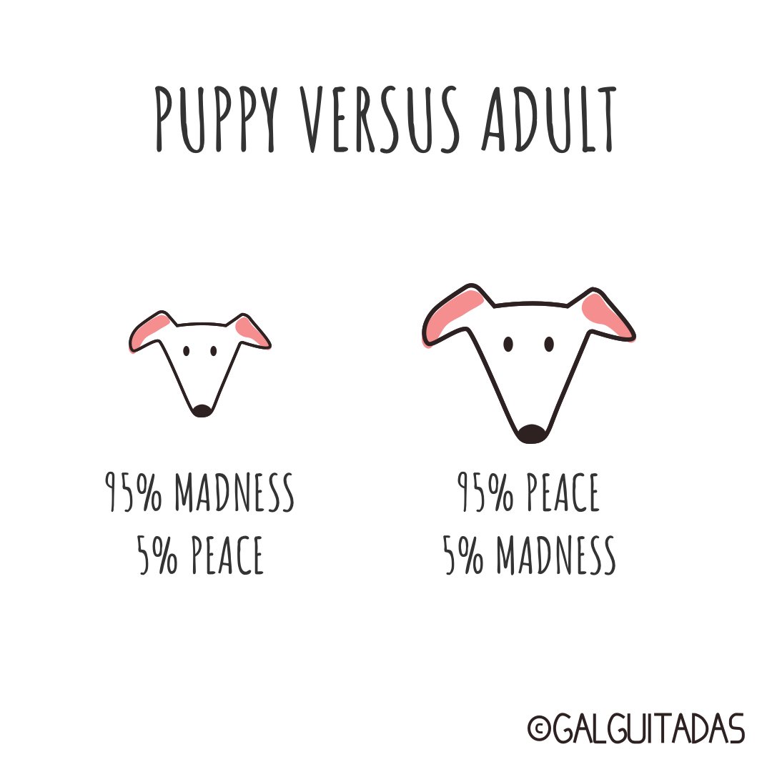 galguitadas's tweet photo. #galguitadas #galgo #galgolover #greyhound #grehoundrescue #freethegalgo #adoptanocompres #adoptdontshop #doglover #humor #comic #galgosdesofa https://t.co/K7kchVRps8