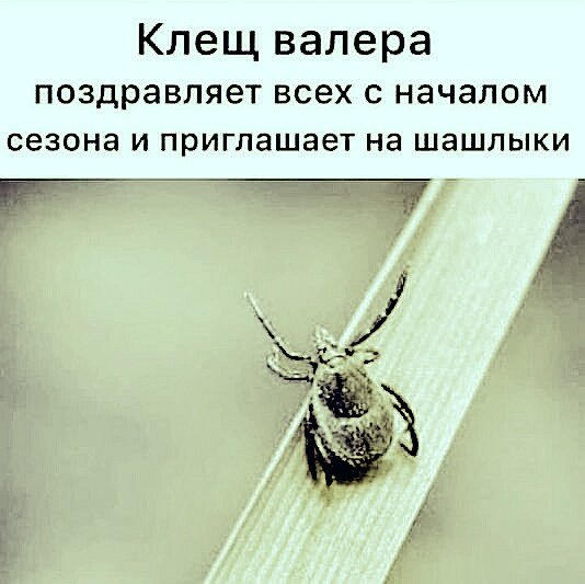 Картинки искусстве, клещ валера приглашает на шашлыки смешная картинка
