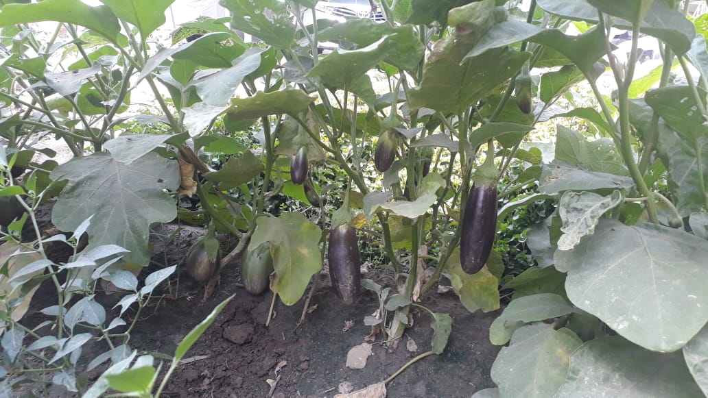 sandhu202's tweet photo. Alhamdulillah!
With the support of HD01 Mali team, successfully getting 1st vegetables from kitchen garden.
Handed over to Manager protocol @Faryalsohail 
@Tloop25 https://t.co/2ysa3GX7Lq
