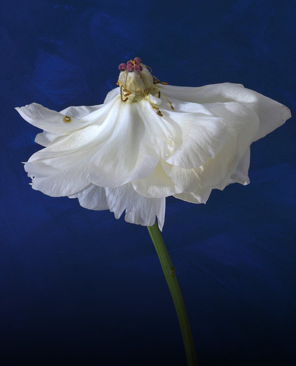 Ply Gallery tweet media