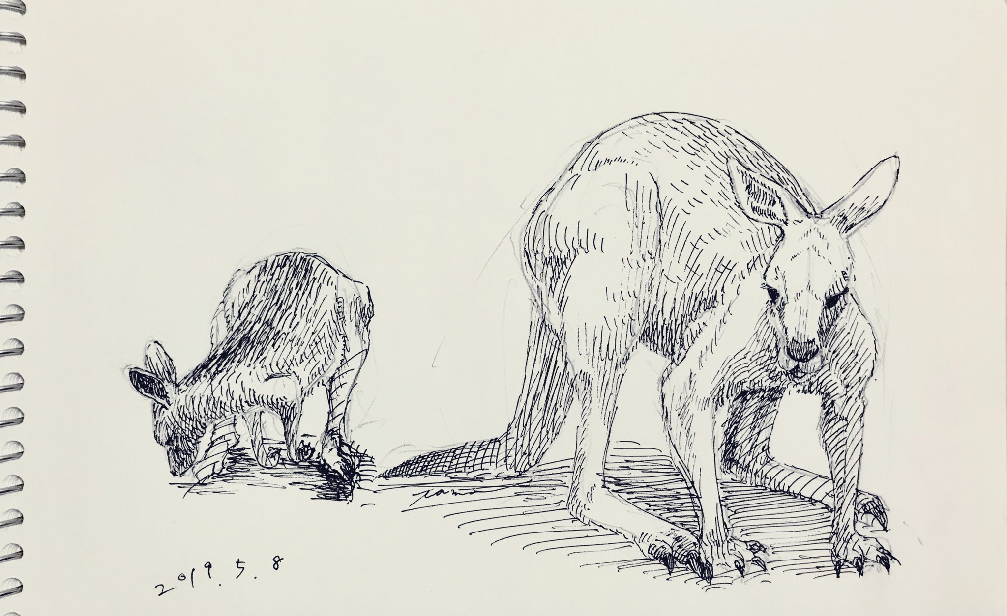 Twitter पर Tama カンガルー 雨玉堂 Illustration Illust Drawing イラスト 絵 ラクガキ アナログ絵 動物画