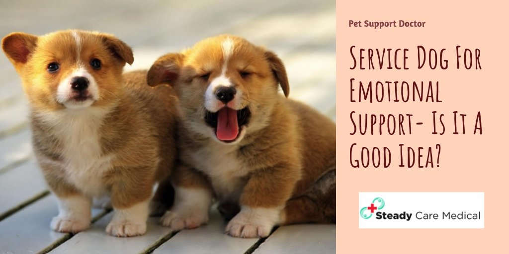 Petsupportdoct1's tweet photo. If you are dealing with any emotional disability, then going for emotional supports dogs can be beneficial. For that, you will require an ESA letter.
#EsaClinicOnline #EmotionalCompanionDog    #doglovers  #animal #doctor #pets https://t.co/duMhcA7m4w https://t.co/wqrCKzScMO