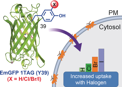 angew_chem's tweet photo. Site-selective incorporation of iodotyrosine to #GreenFluorescentProtein facilitates its #MembraneTransport in #MammalianCells, #HalogenBonds, Govindasamy Mugesh et al. @iiscbangalore @serbonline https://t.co/HTfjjSTO0Q https://t.co/9AWfeegKjV