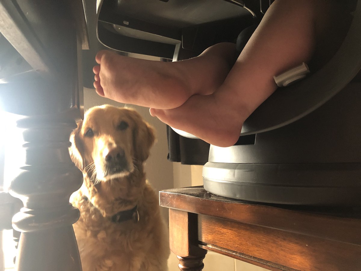 UrDogsThoughts's tweet photo. Jus patiently waitin forz Lil Hooman to feedz me scrumpdidlyumptious snackies! 

#UrDogsThoughts #DogsOfTwitter #Dogs #DogsLife #Puppy #PuppyLove #Dog #DogLovers #DogsAreFamily #DogMom #DogDad https://t.co/iWGWpfMMTk