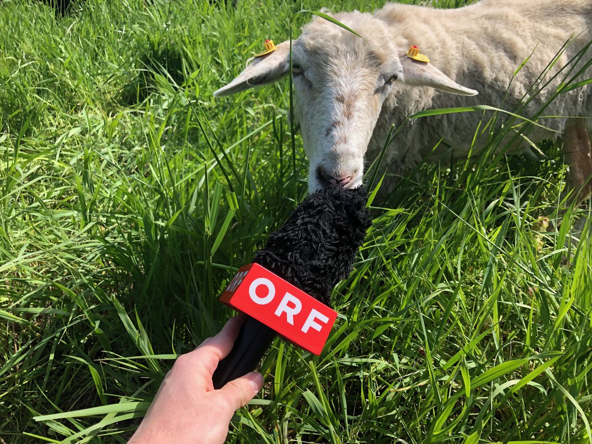 Kulturblogger's tweet image. #sheepcontent #wienheute 19 Uhr, ORF 2 ;-)