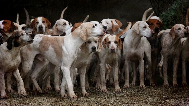 proalbani's tweet photo. ❕ Cuatro hábitos extraños de tu perro (que debes conocer)
🔗 Míralo aquí: https://t.co/DDViJI6kou
#Difunde en #LealesOrg y #adopta para #AdoptaNoCompres
O #SeBusca #perro o #gatos; #perdido o #encontrado

Si ayer hablábamos de comportamientos raros en los gatos, hoy vamos a … https://t.co/gyjJsdETcA