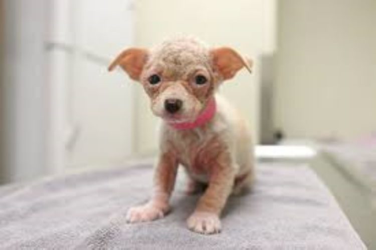 proalbani's tweet photo. ❕ La diminuta chihuahua sin pelos que se apareció en las puertas de un refugio suplicando amor
🔗 Míralo aquí: https://t.co/HKQiCaS7kG
#Difunde en #LealesOrg y #adopta para #AdoptaNoCompres
O #SeBusca #perro o #gatos; #perdido o #encontrado

Pippa es el nombre de nuestra pro… https://t.co/SBbb7XLWQV