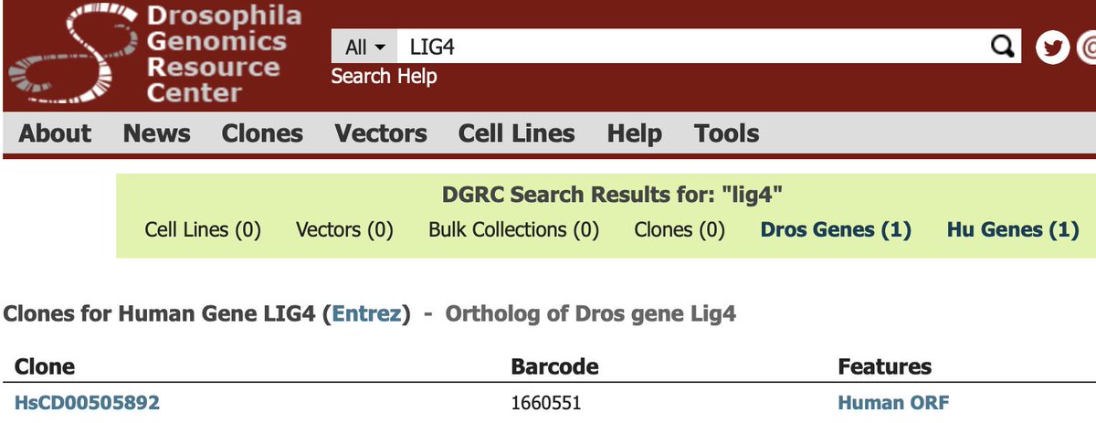 If you work on DNA break repair involving the #NHEJ pathway, there are a number of #drosophila LIG4 (Ligase 4) reagents, including tagged ORFs and a UAS driven #human LIG4 #cDNA available at #DGRC. #MARRVEL it here: ow.ly/qrwU50u2EEh