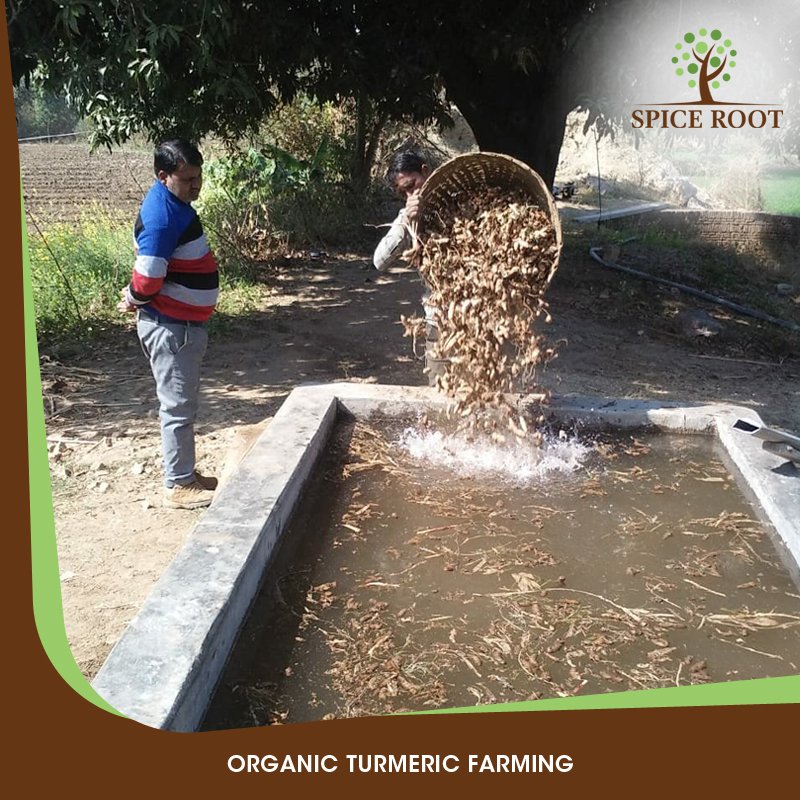 the_spice_root's tweet photo. Our 100% organic farm grown Turmeric roots are being washed to rid them of all the mud. The water is not wasted and is reused fully on the farm. This allows water conservation and promotes sustainable agriculture.
πΏ
#organic #organicturmeric #organicfarming #farming #farmbased https://t.co/1dl2N8LaAp