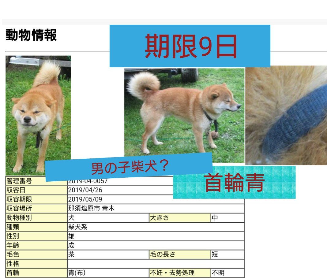 yunnnny120's tweet photo. 栃木県動物愛護指導センター収容犬。時間がありません。
里親希望、里親が決まるまでの預かりできる方いたら私まで連絡下さい。預かりは関東のみですm(_ _)m
#里親募集中　#柴犬　#雑種犬　#犬　#迷子　#栃木県　#那須塩原市 https://t.co/NPJIvrol4U