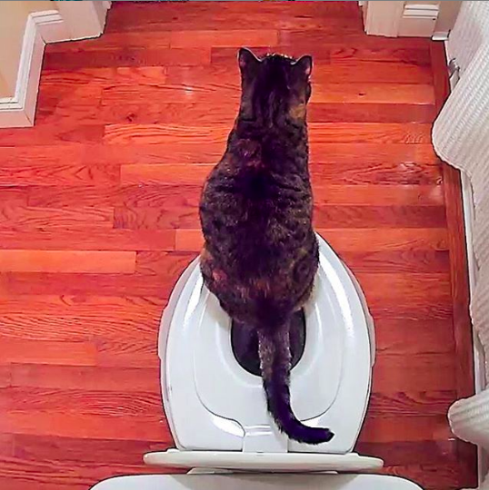 CitiKitty's tweet photo. Spotted on our CitiKitty Cam! This toilet trained kitty is looking very good! https://t.co/XhZYsqq9El