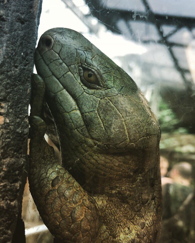 Ultra_Flamingo's tweet photo. Wow! #gecko #lizard #animals #animalcrueltyawareness #animalcruelty #animalawareness #animalabuseawareness #nature #lovely #green #super #animal https://t.co/SerBp7BwZL