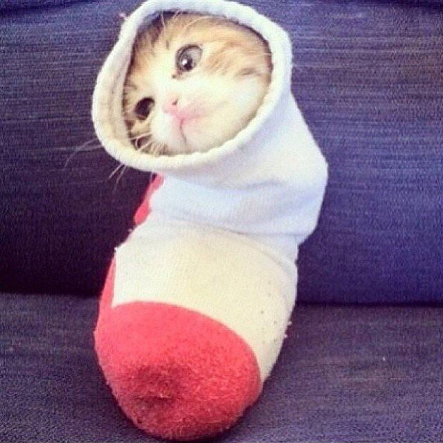 burrito kitten