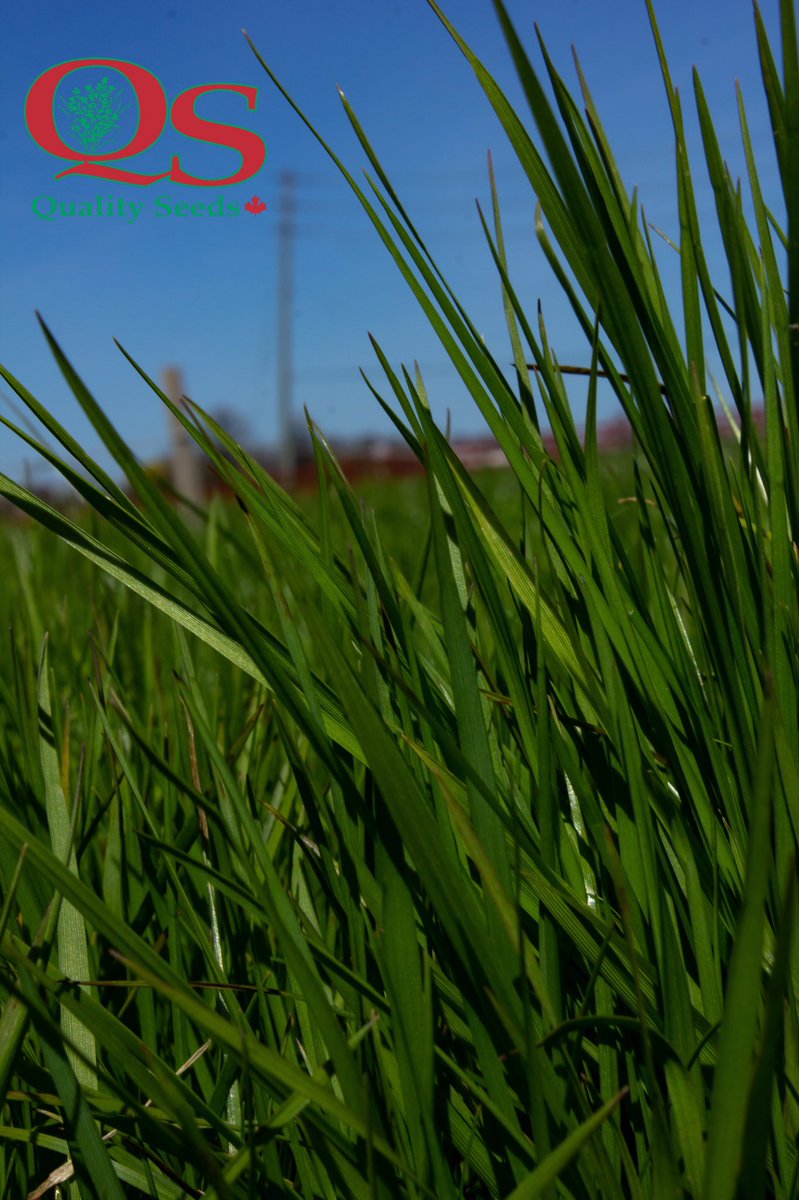 QualitySeedsLtd's tweet photo. Our test plots are off to the races! 📷 May/8/2019 https://t.co/LTp7MW3qdz
