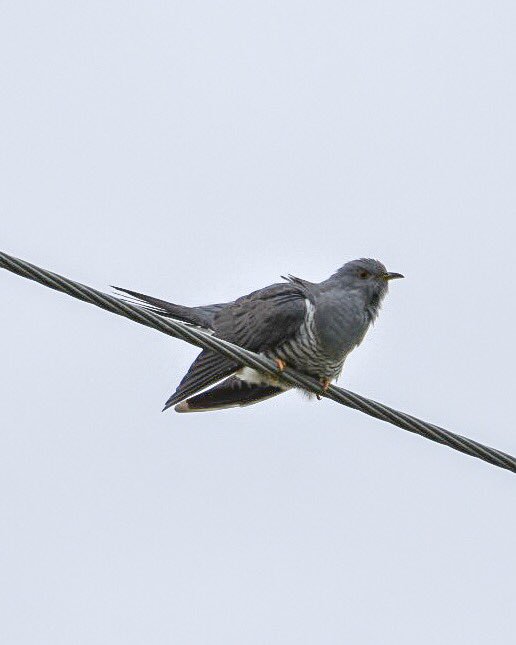 Garrett_Design's tweet image. So glad to have seen this cuckoo and not just toyed by it’s earconic (coining it) call. #NaturePhotography #rspb #birdwatching @Natures_Voice @NaturalEngland @BritBirdLovers @BBCSpringwatch #Cambridgeshire #fenlife
