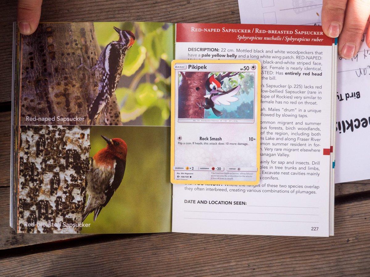 Use #Pokémon to get your kids #birdwatching! 
backwoodsmama.com/2019/04/how-po…
