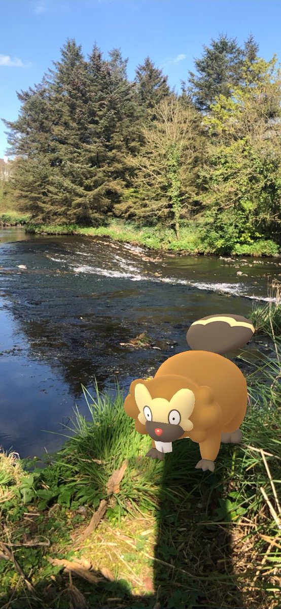 kevdude's tweet photo. #GOsnapshot #HabitatChallenge busy beaver! https://t.co/24nL6w0I76