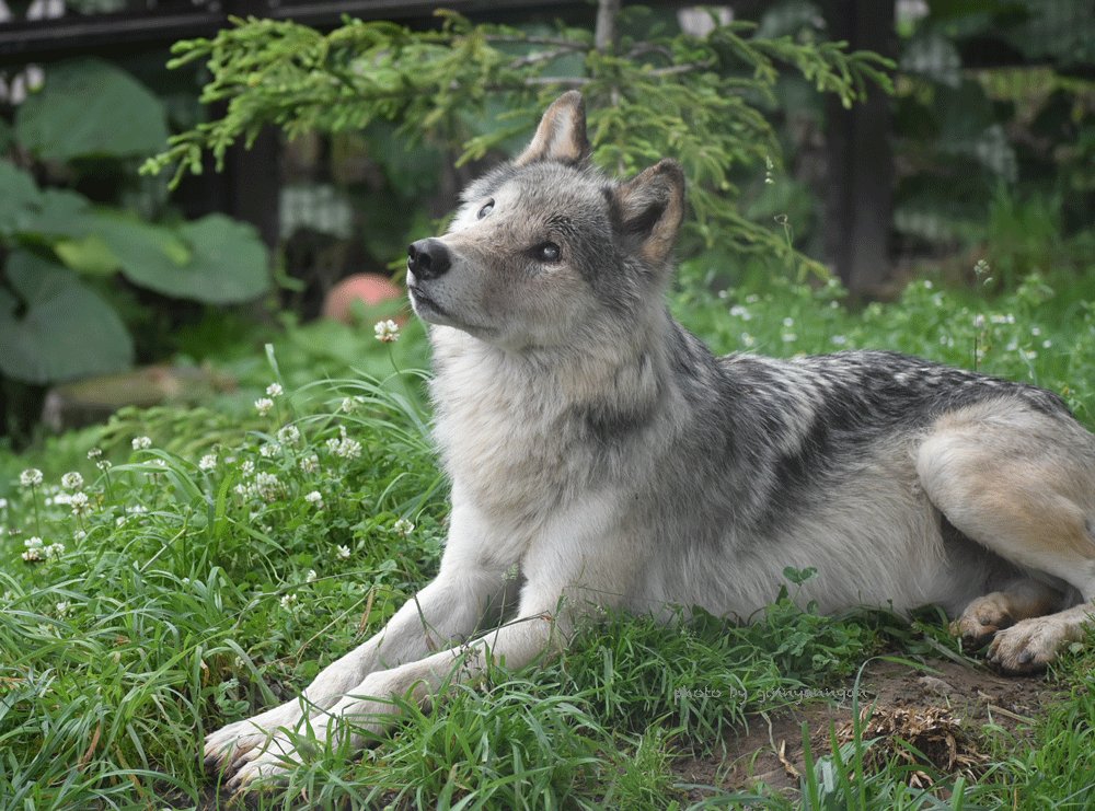 フリー写真画像 野生動物 野生の森 狼 自然 毛皮 動物 石 肉食動物 オオカミの野生動物美しい目 のウルフウィンドウカーテン遮光カーテン 130x210 Cm ワンピース Ciudaddelmaizslp Gob Mx