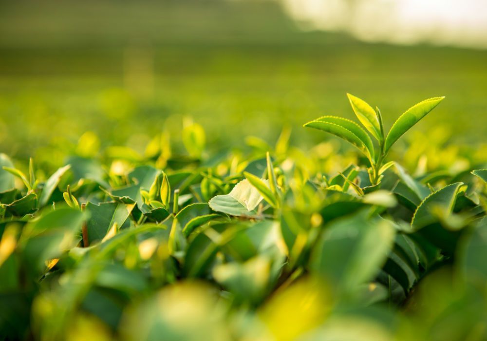 Muvhu mune mari, simple!! Visit our website: buff.ly/2u1ADTO today and invest in mushrooms, broilers, covo, rape and many more crops. Don't say l didn't tell you!
#InvestingInAgriculture
#ZimAgriTech