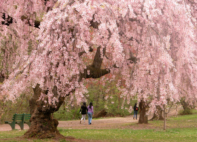 TPS11Div's tweet photo. High Park is closed to vehicles however there are other locations throughout Toronto to view cherry blossoms with available parking.
https://t.co/IYqccBOShK @TPSChrisBoddy @gordperks @HighParkNC @HighParkZoo https://t.co/70Y08pVvuz