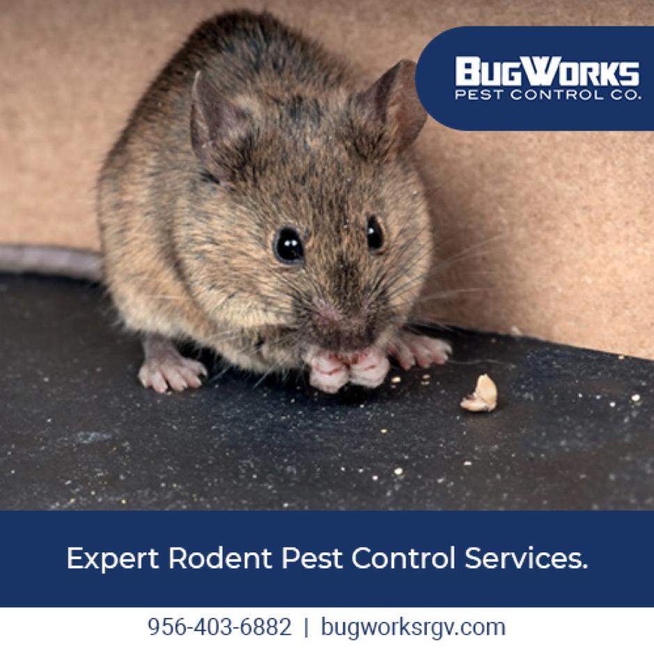 BugWorksRGV's tweet image. We offer commercial or residential rodent removal services. Dial (956) 403-6882 for an appointment today!

bugworksrgv.com
