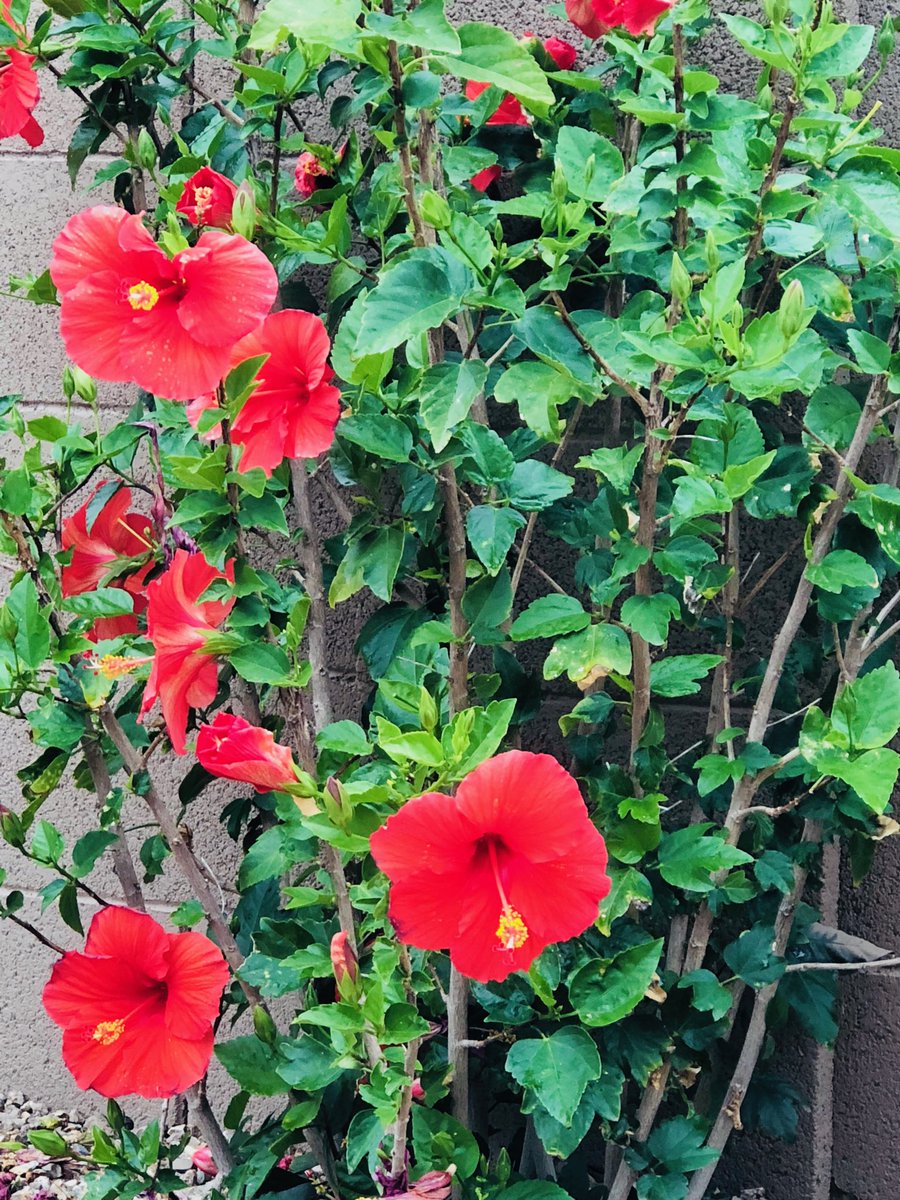 City Of Phoenix Az On Twitter Good Morning Phoenix A Little