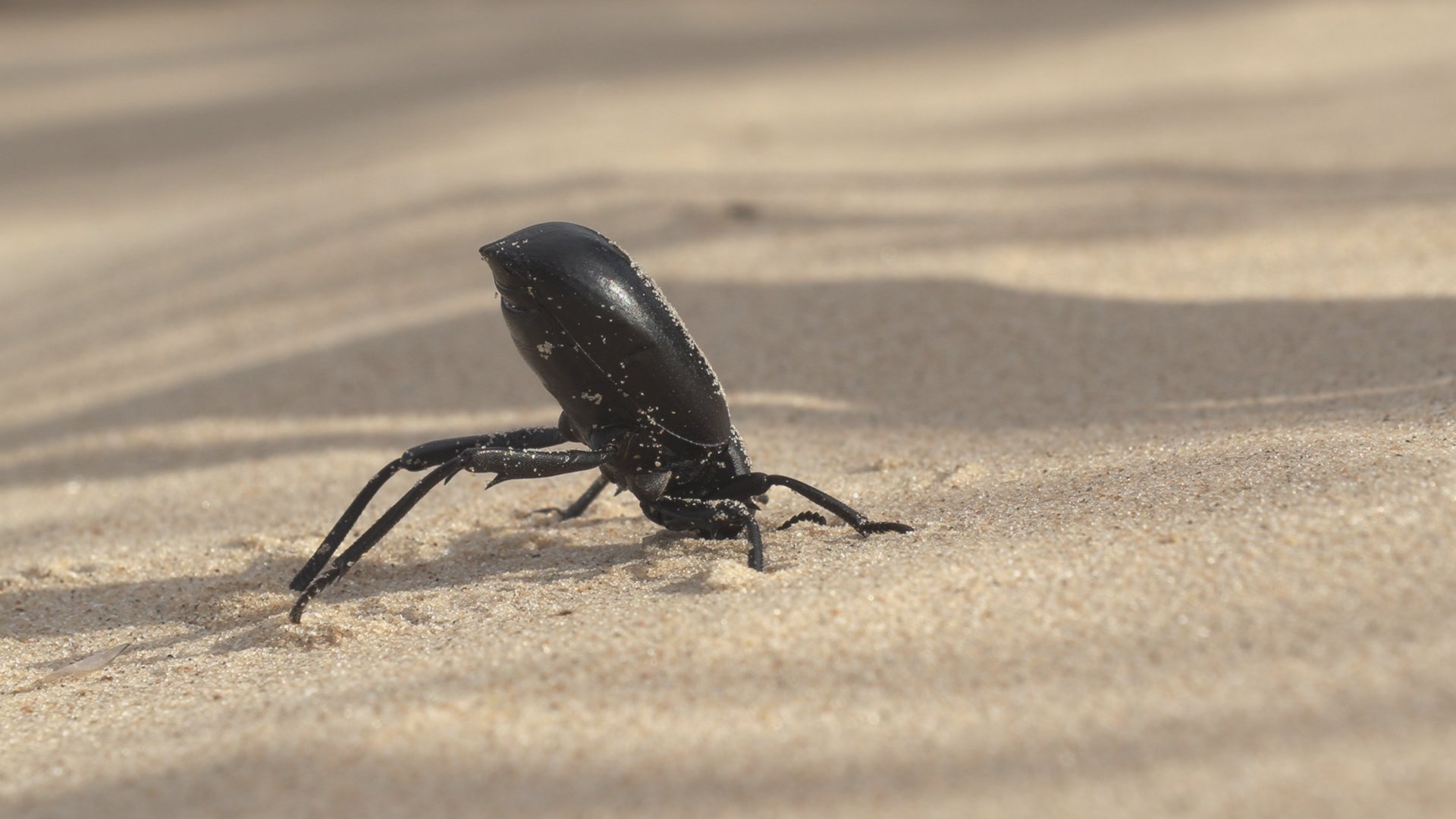 世界遺産 メキシコ ピナカテ火山とアルタル大砂漠 こちらの虫 その名も ピナカテ といいます 刺激すると お尻を突き出して威嚇をします 実はこの仕草が ピナカテ火山の名前の由来となりました お尻を突き出したボーズ