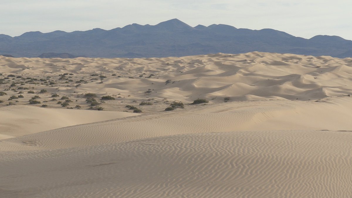 世界遺産 メキシコ ピナカテ火山とアルタル大砂漠 こちらの虫 その名も ピナカテ といいます 刺激すると お尻を突き出して威嚇をします 実はこの仕草が ピナカテ火山の名前の由来となりました お尻を突き出したボーズと山の山頂のカーブ似てますか