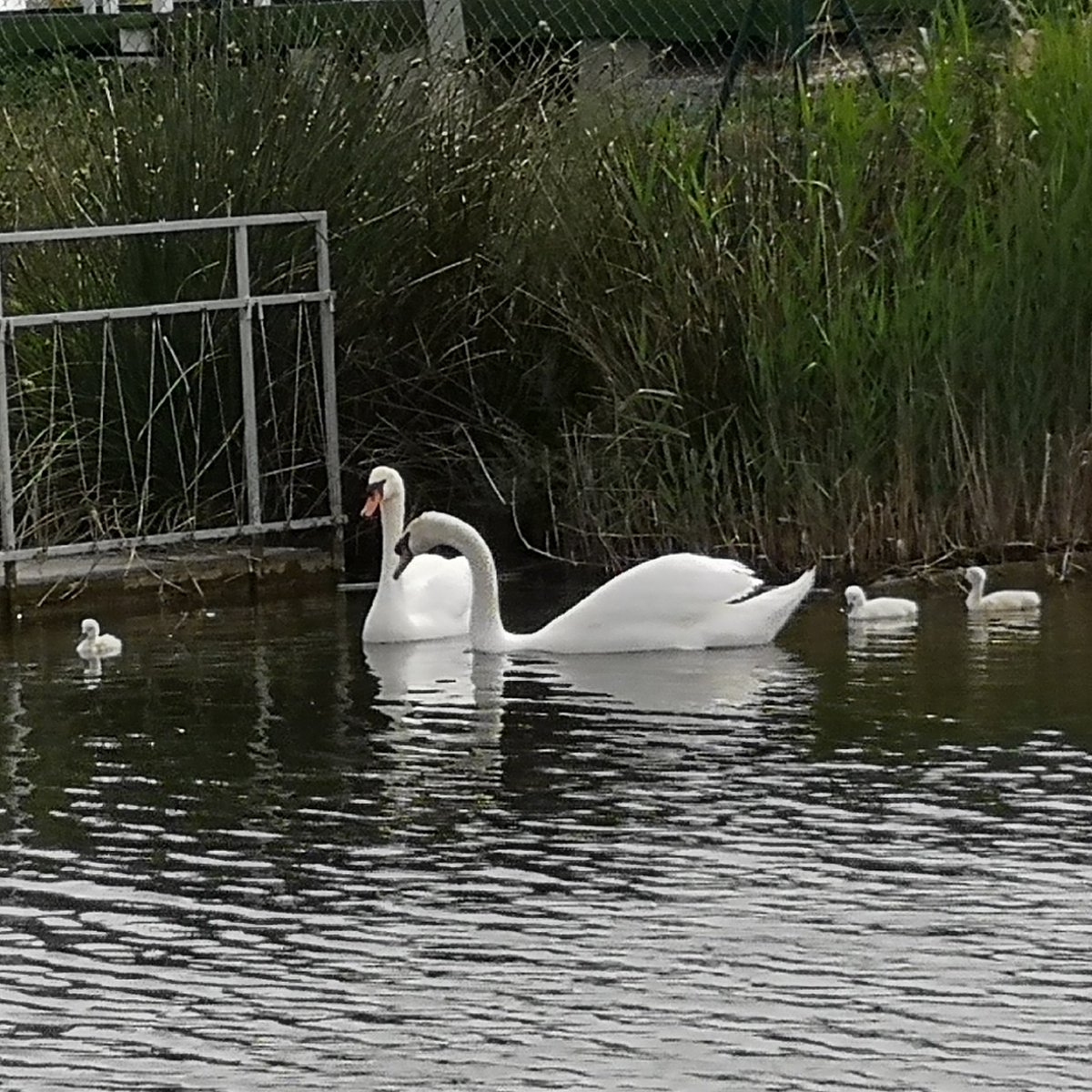 3 nuevos cisnes en la familia del Parque ¡bienvenidos! <a href="/parquedelagua/">Parque del Agua</a>