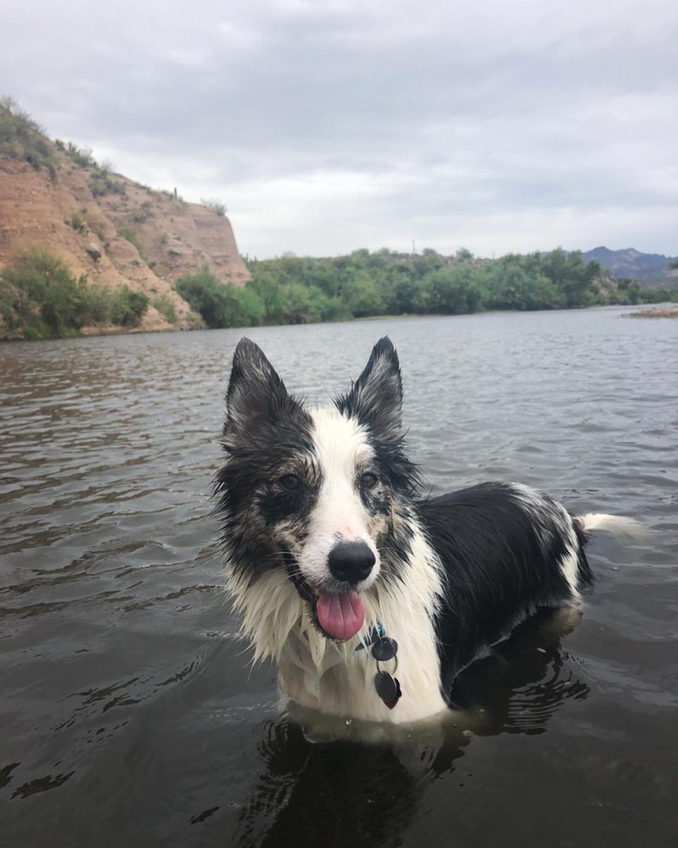 VisitMesa's tweet photo. #TravelMatters to pups too! 😎
#NTTW2019
.
.
📷: @thatsoraven419
.
.
#VisitMesa #CityLimitless #travelinspiration #azhiking #instagramaz #arizonalife #azoutdoors #hikeaz #az365 #dogsofinstagram #hikingdogs #igsouthwest #saltriver #ArizonaHikersGuide https://t.co/G4glwTsVVy