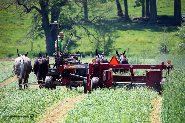StevesCamera's tweet image. Spring haying... I have always the hard work and ethics of the Amish.