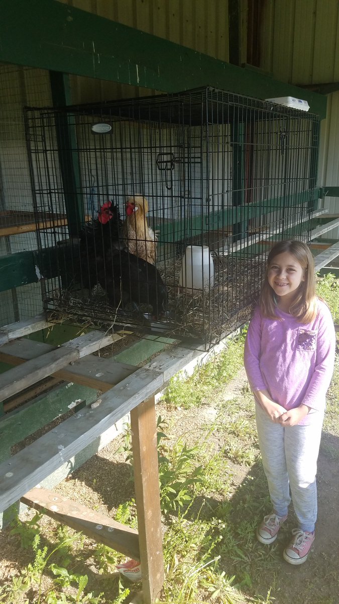 CraigforCommish's tweet image. We brought 3 #chickens from @con40familyfarm to Hookstown Fair for #PennStateExtension Ag Adventure! Isabella and I are excited to be here and teach children from #midland #beaverfalls and #southside school districts about #agriculture! 

#beavercounty