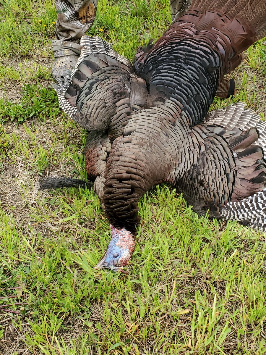 Killed my biggest bird ever. 27lbs., 10 1/4' beard, and 1 5/8 spurs. #CantStopTheFlop
