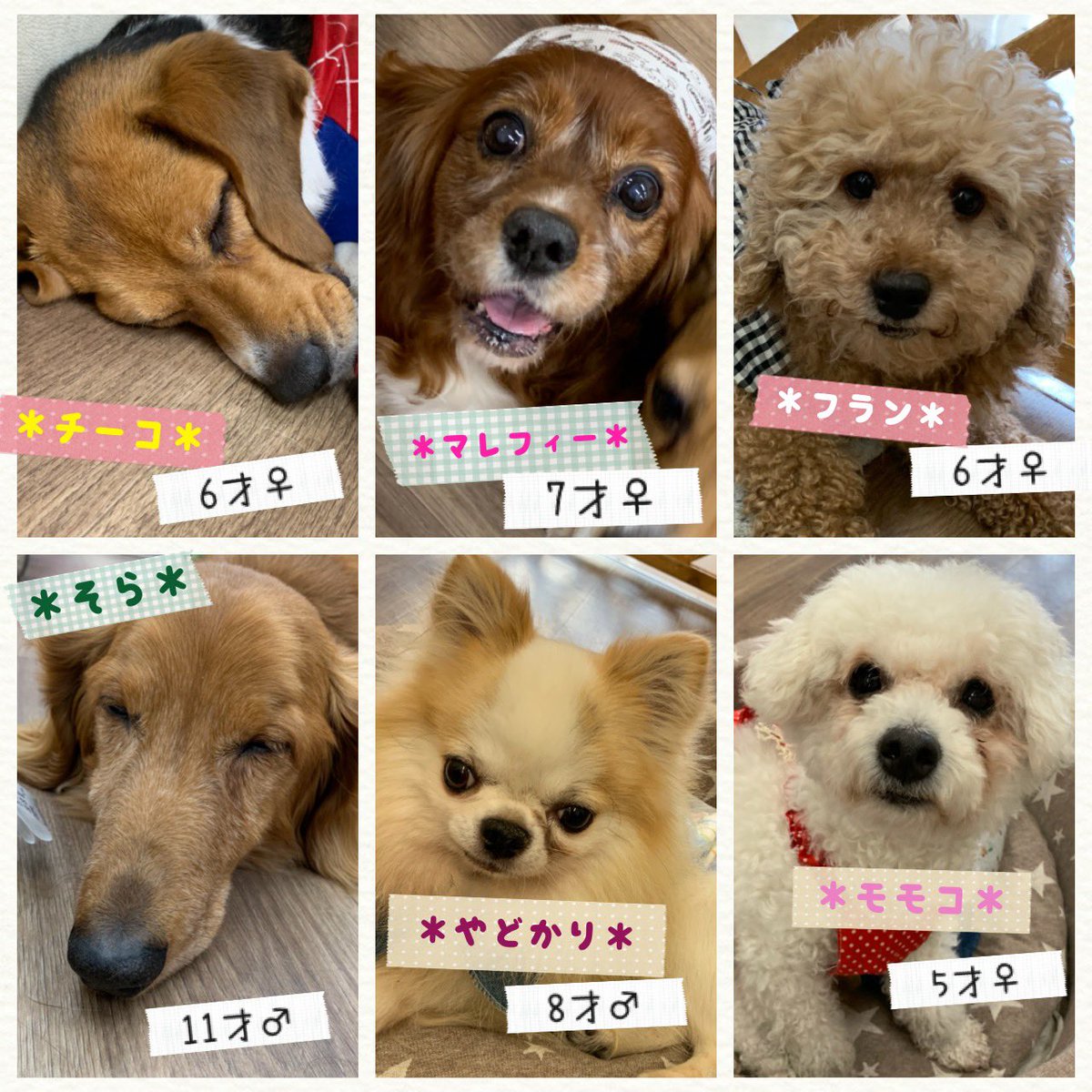 保護犬カフェ 保護猫カフェ 寺田町店 保護犬カフェ寺田町店 明日の里親さん募集メンバーです 本日も支援物資ありがとうございました 保護犬カフェ 保護猫カフェ 保護犬 保護猫 拡散希望 殺処分ゼロ 里親募集 犬バカ部 いぬら部 ねこすた 保護犬カフェ 保護猫カフェ 寺田町店 保護犬カフェ寺田町店 明日の里親さん募集メンバーです 本日も支援物資ありがとうございました 保護犬カフェ 保護猫カフェ 保護犬 保護猫 拡散希望 殺処分ゼロ 里親募集 犬バカ部 いぬら部 ねこすた