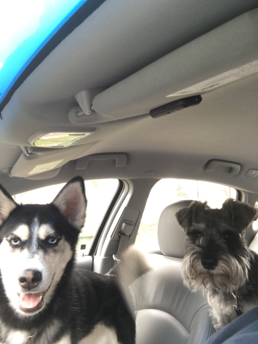 Anxiously awaiting the treats they get @HudsonBagel!